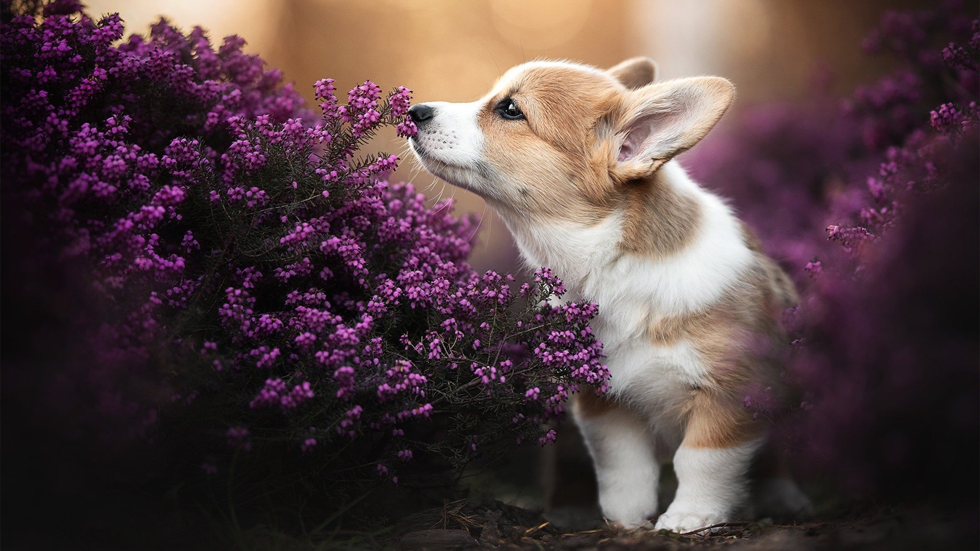 中超联赛红黄牌分布情况，中超联赛红黄牌规则