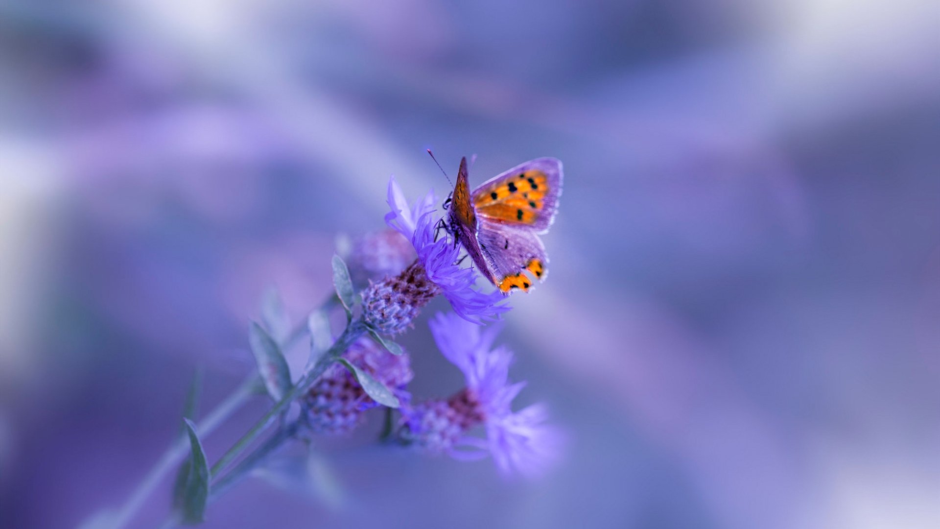 体育赛事票务管理创新,体育赛事门票设计包括如下内容