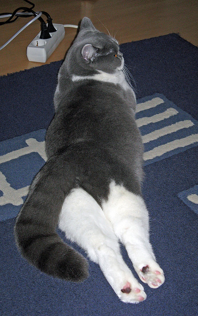 意甲球队VAR判罚语言语义分析优化决策流程，足球var裁判有几个