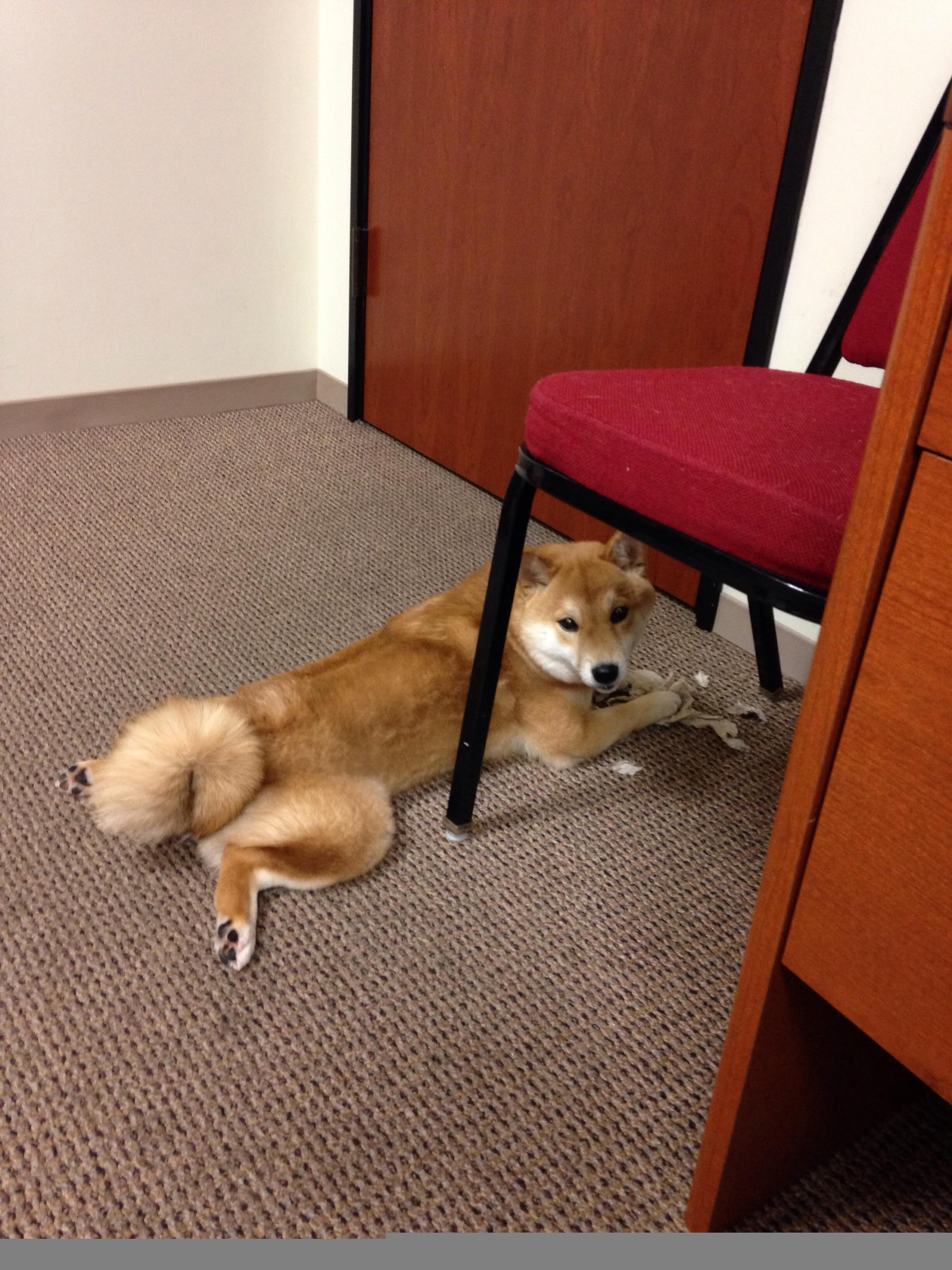 波兰队未来发展：如何通过现代化训练手段提升体能水平，波兰队阵型