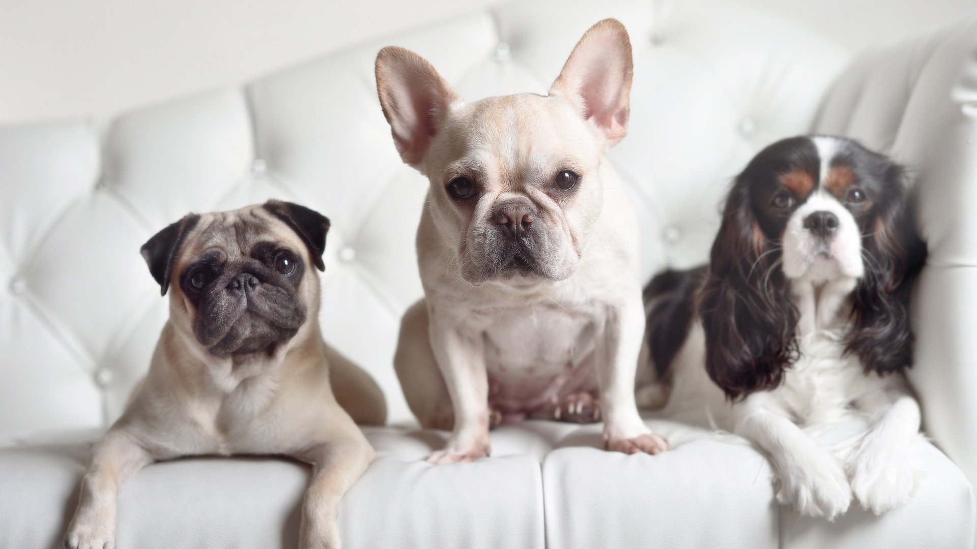 塞尔维亚男篮在欧洲预赛中奋勇追击，冲击奥运梦想不断前行，塞尔维亚男篮首发