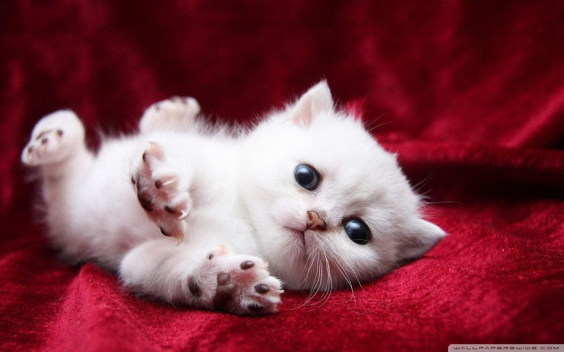 恩多耶-布鲁阿尔决赛精彩瞬间成为焦点,多恩布什