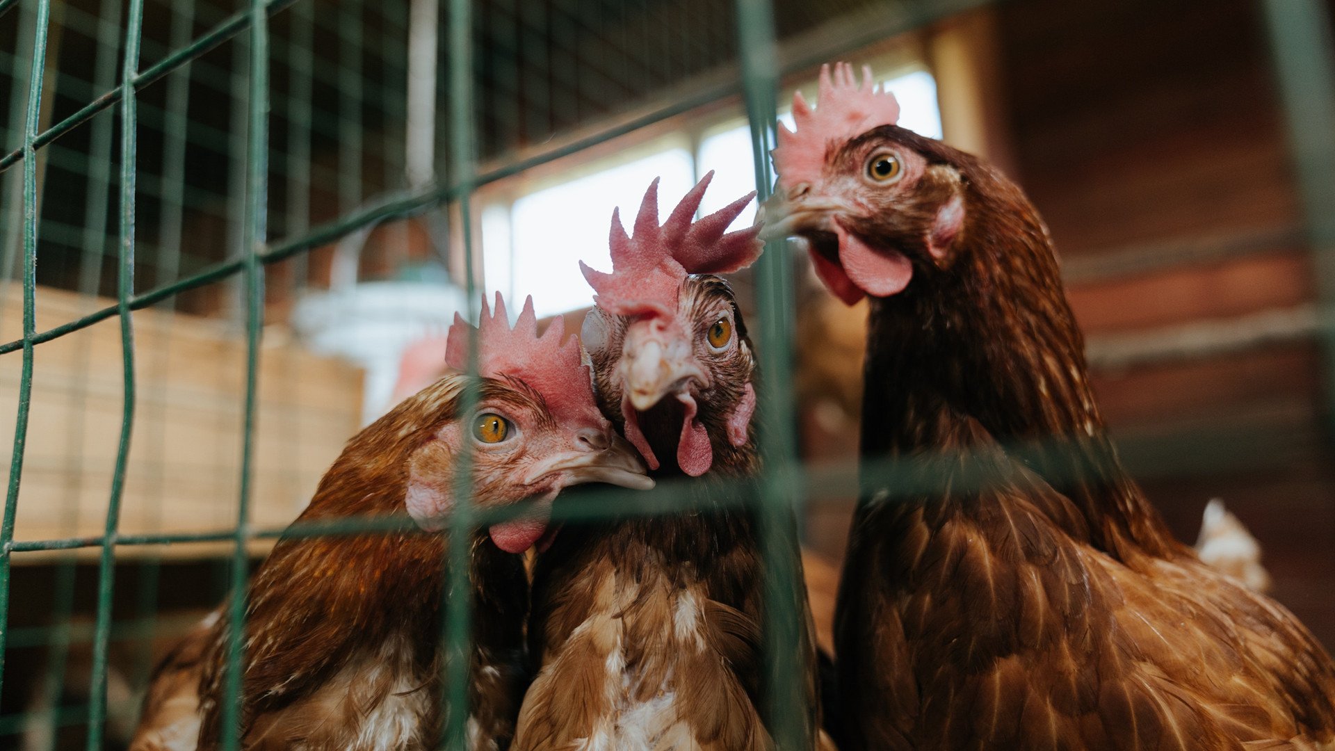 步行者锋线三分火热打穿对手防线，步行者巅峰