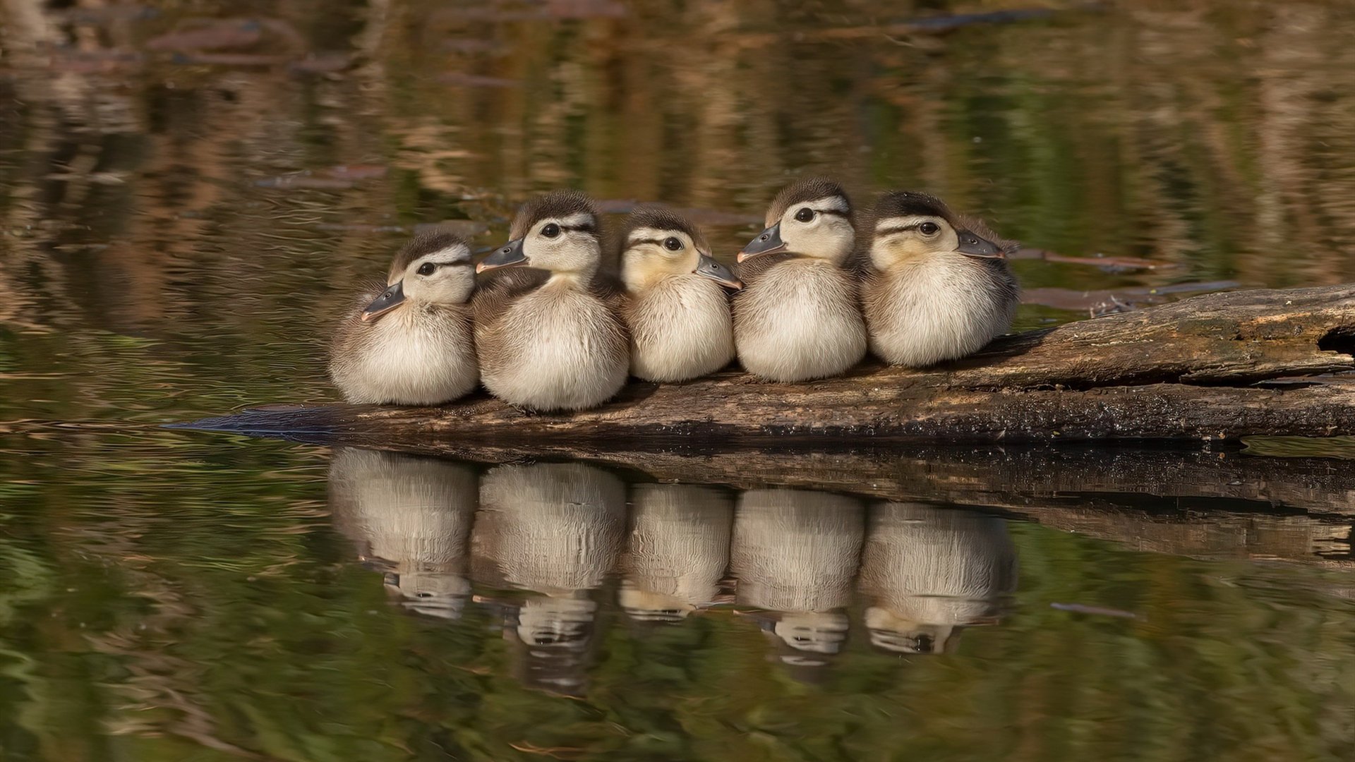 步行者锋线三分火热打穿对手防线，步行者巅峰