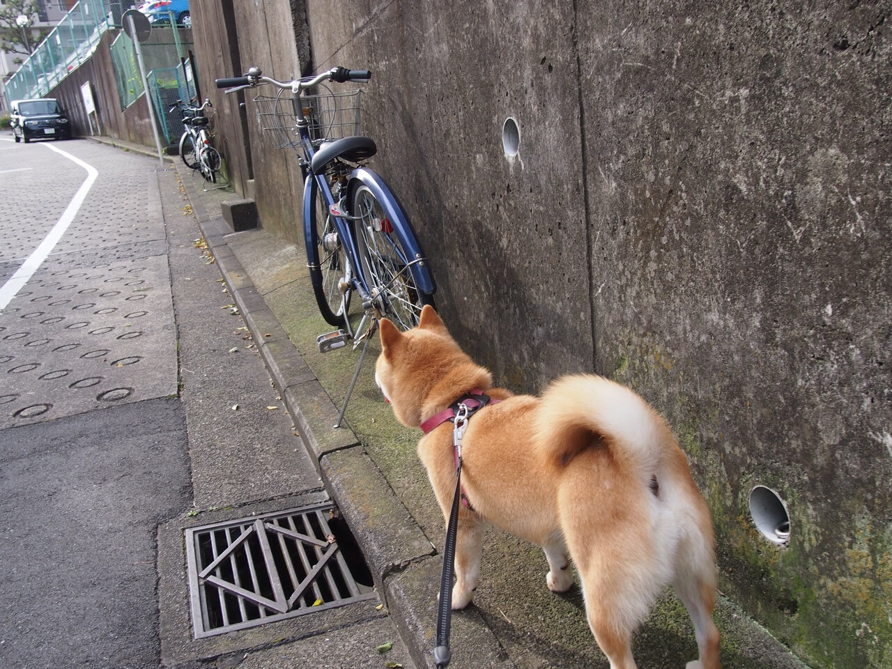 1亿转会费新星欧冠首秀,尤文多特大战背后玄机揭秘,尤文2022欧冠