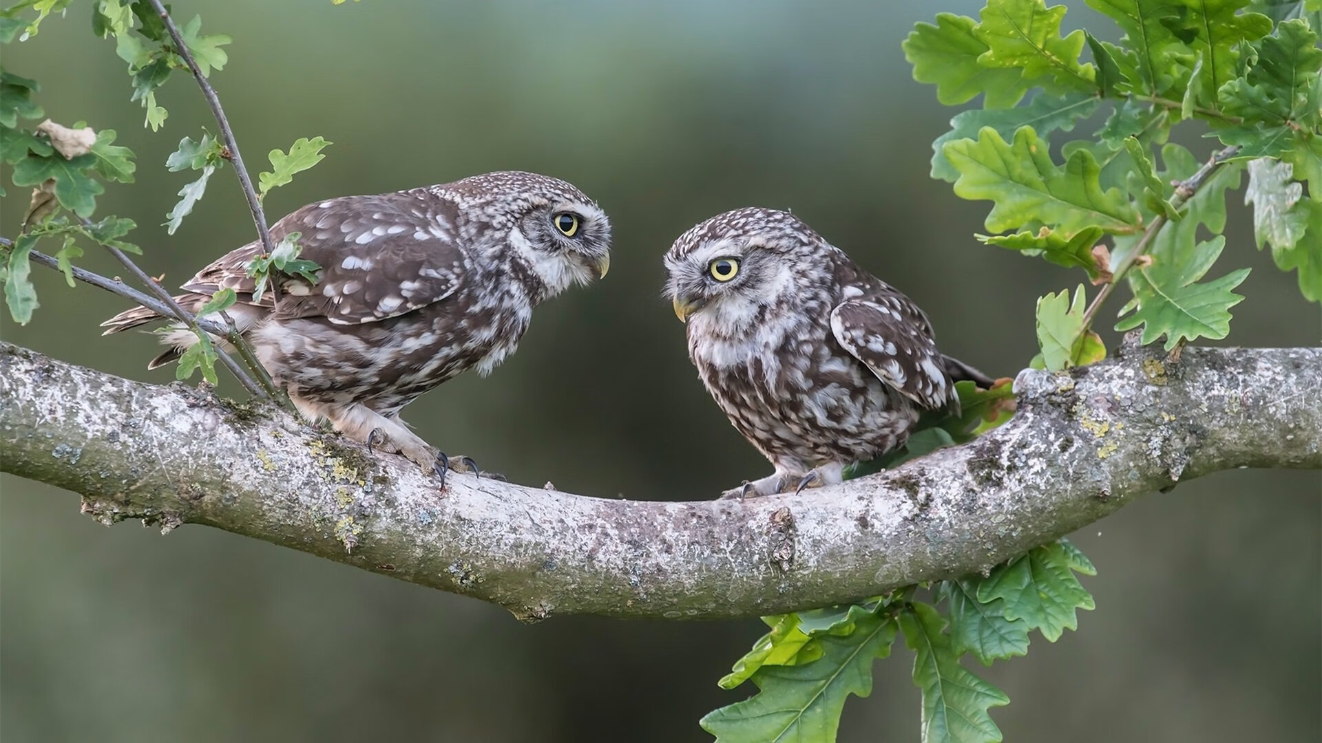 1亿转会费新星欧冠首秀,尤文多特大战背后玄机揭秘,尤文2022欧冠