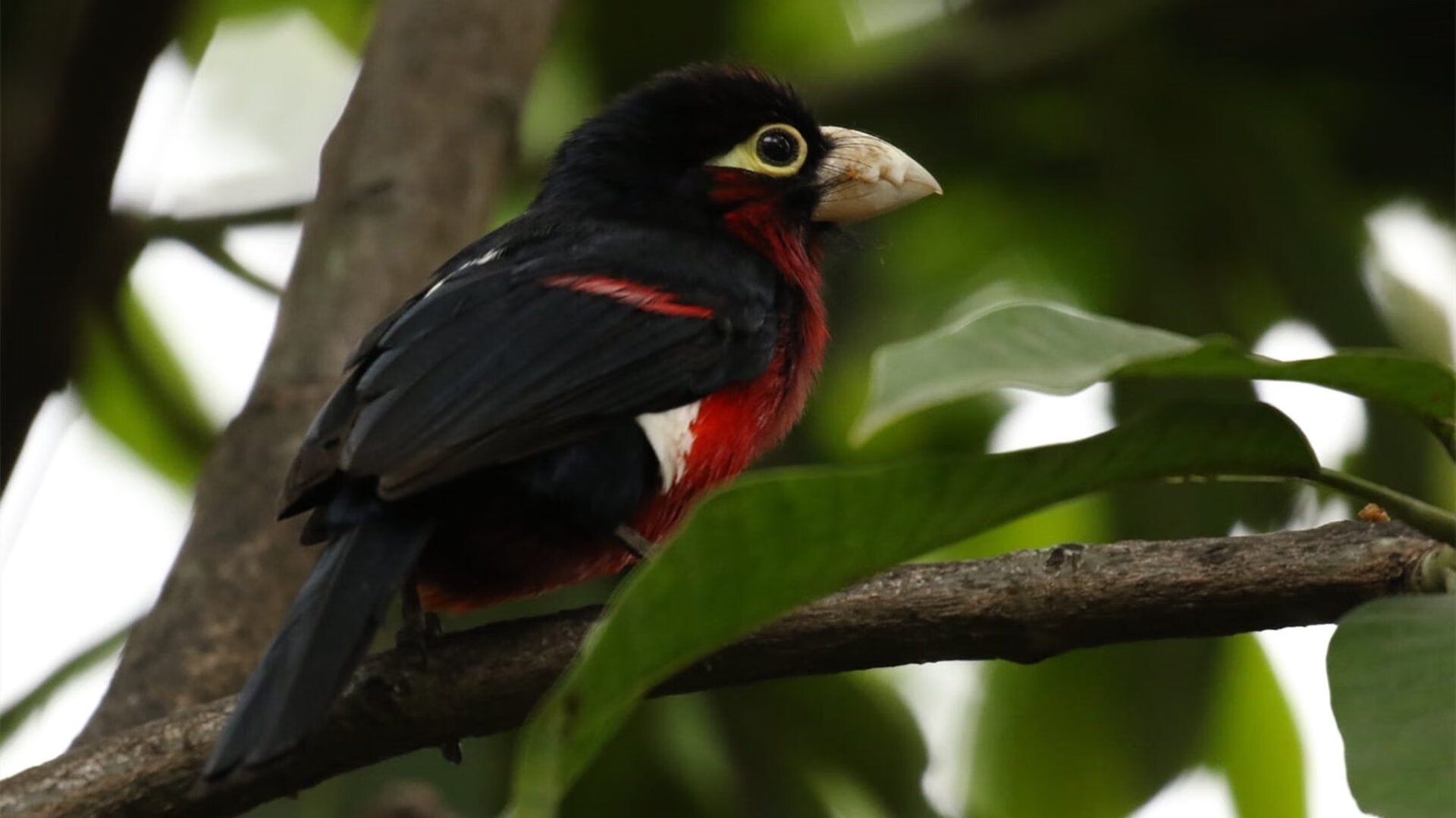 开云在线入口-伊萨克与全队完成首次合练，红军球迷热盼首秀，伊萨克厉害吗