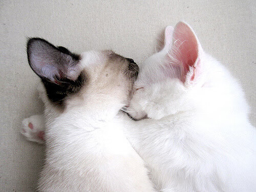 切尔西准备换帅！马雷斯卡遭遇质疑，传新主帅曾拒千万年薪，夸雷斯马切尔西号码